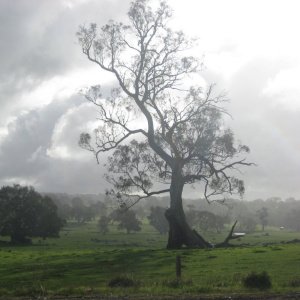 Arbre dans la lumière